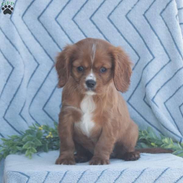 Denver, Cavalier King Charles Spaniel Puppy